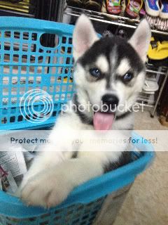 Cần tìm chó Husky - xin mod cho minh 1 ngay - 2