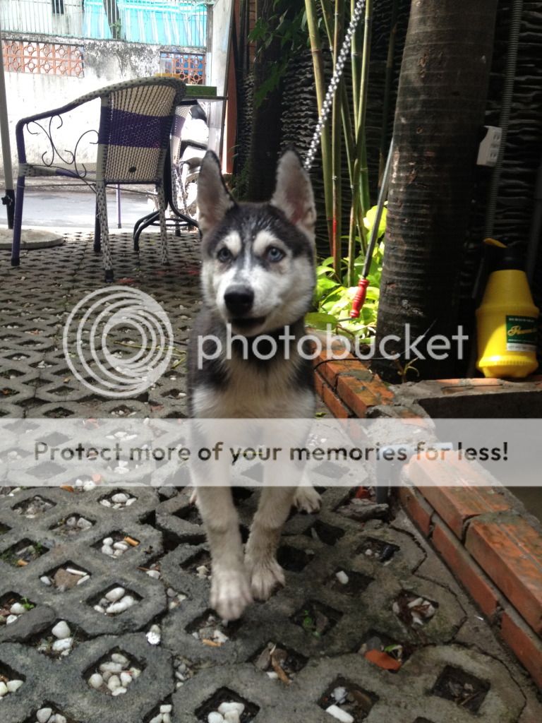 Cần tìm chó Husky - xin mod cho minh 1 ngay