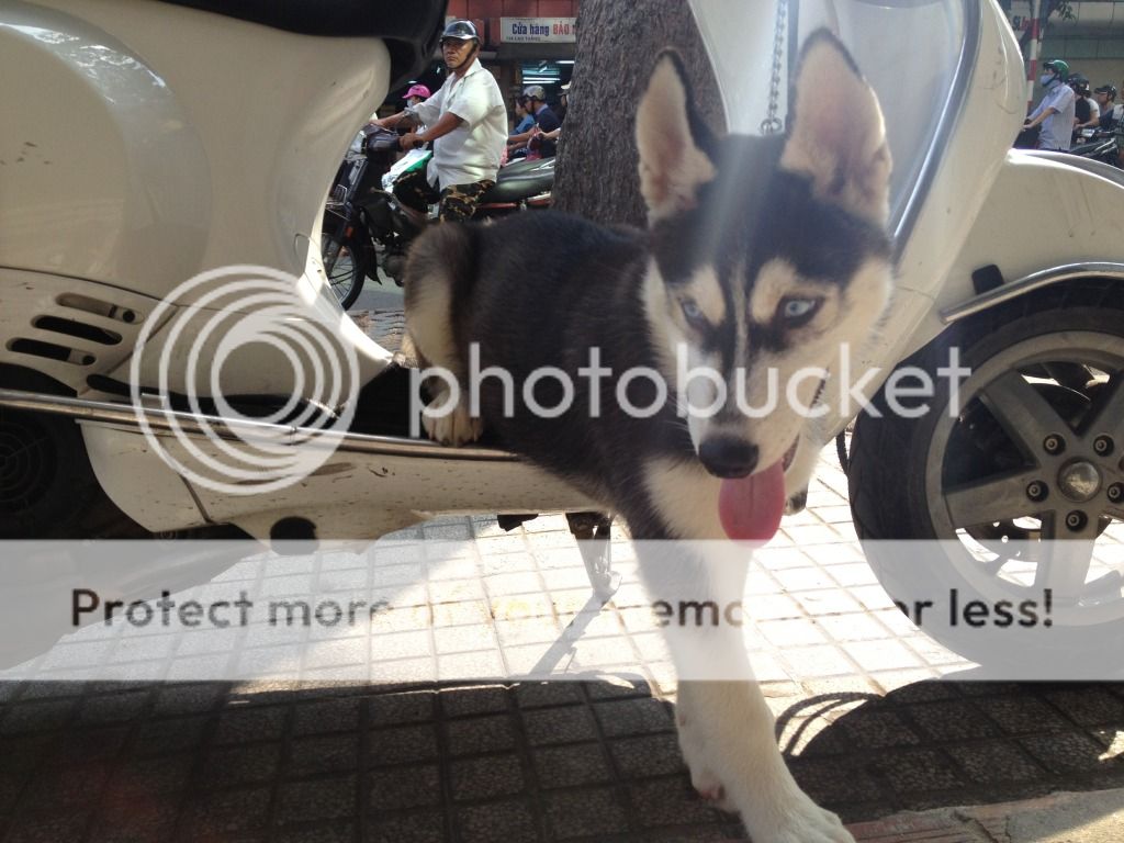 Cần tìm chó Husky - xin mod cho minh 1 ngay - 1