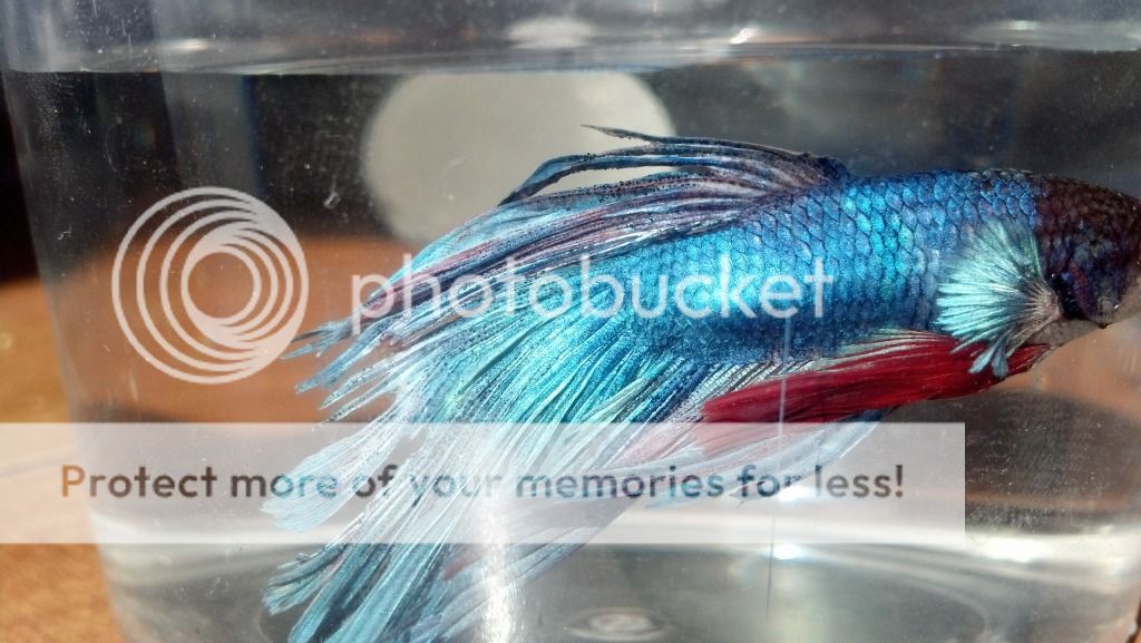 Tail is falling apart, raised scales, please help Betta Fish Forum