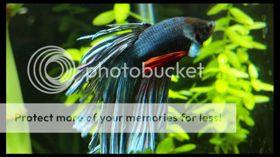 Tail is falling apart, raised scales, please help Betta Fish Forum