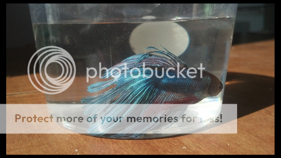 Tail is falling apart, raised scales, please help Betta Fish Forum