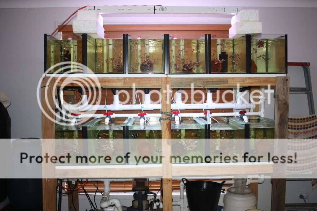 Fish Breeding Tank Showoff & Info Thread!