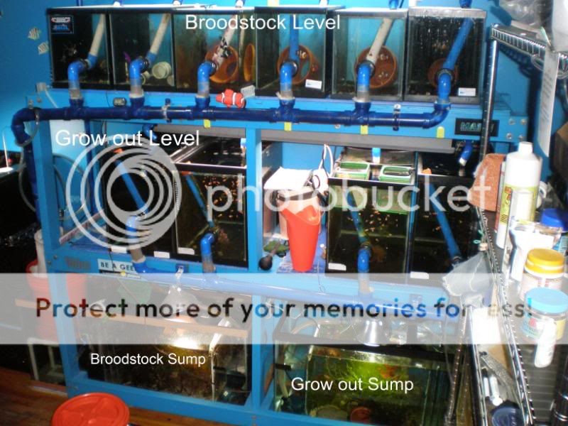 Fish Breeding Tank Showoff & Info Thread! REEF2REEF Saltwater and
