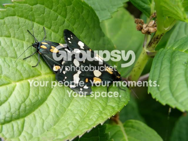 butterflystyle.jpg