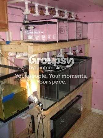 Fish Breeding Setup Fish Breeding Tank Showoff & Info Thread! | Reef2Reef