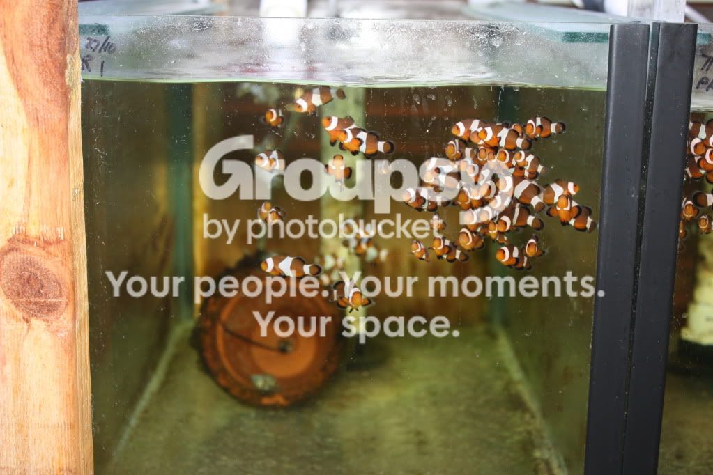 Fish Breeding Setup Fish Breeding Tank Showoff & Info Thread! | Reef2Reef